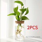 Minimal Glass Propagation Vase