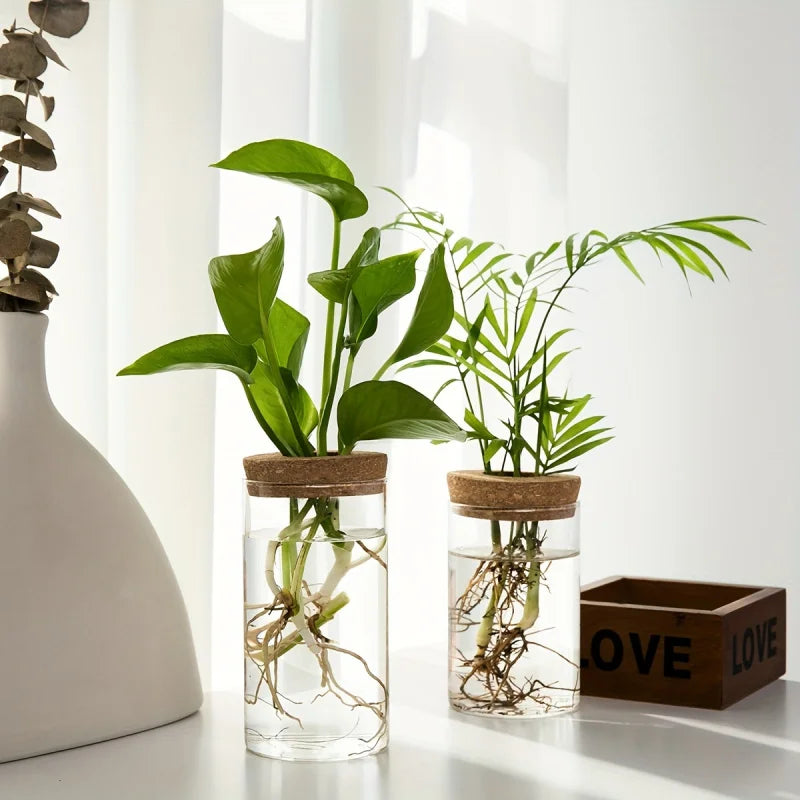 Minimal Glass Propagation Vase