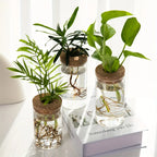 Minimal Glass Propagation Vase