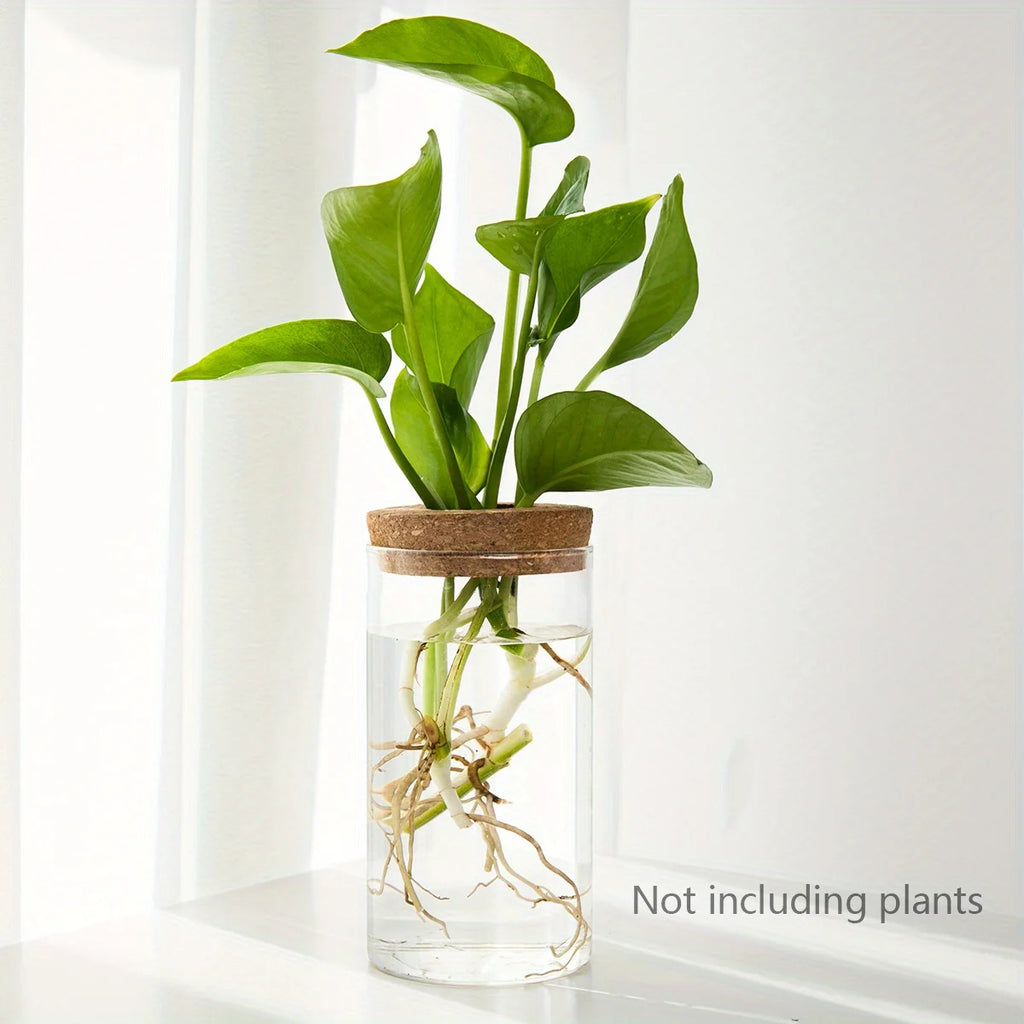 Minimal Glass Propagation Vase