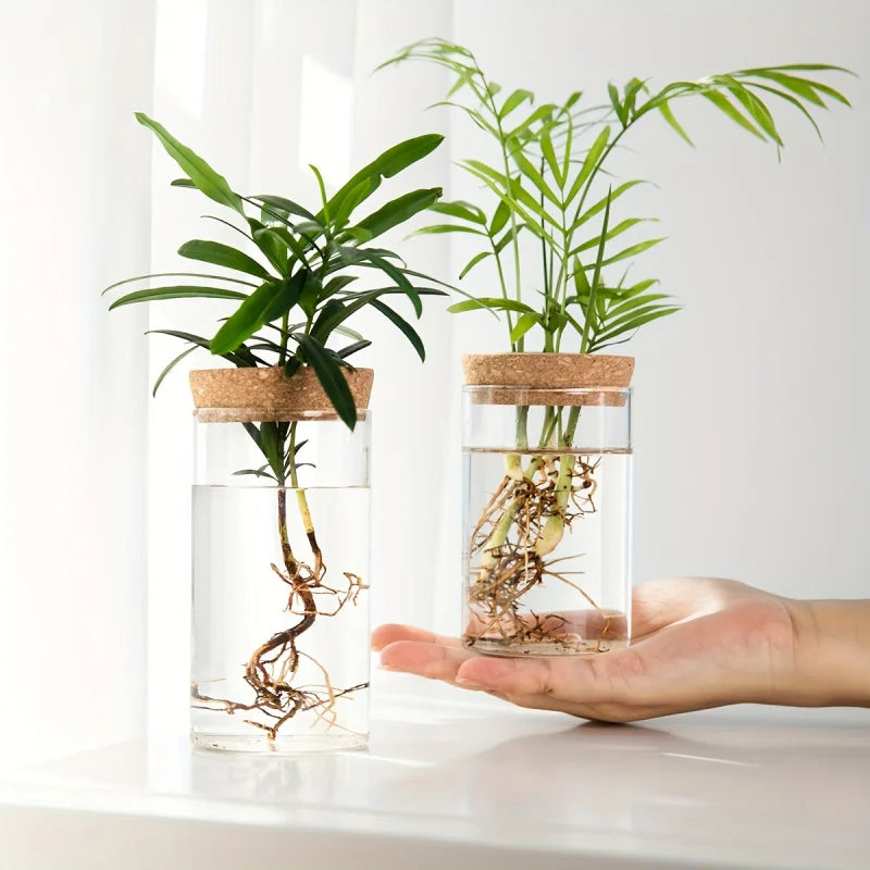 Minimal Glass Propagation Vase