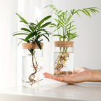 Minimal Glass Propagation Vase