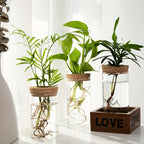Minimal Glass Propagation Vase