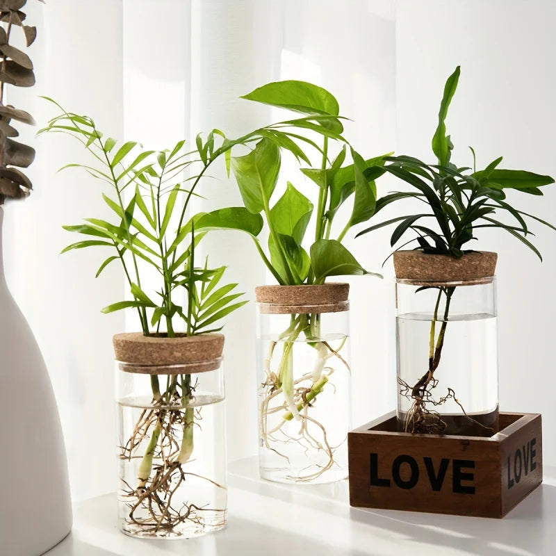 Minimal Glass Propagation Vase