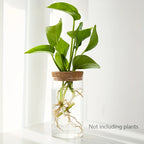 Minimal Glass Propagation Vase