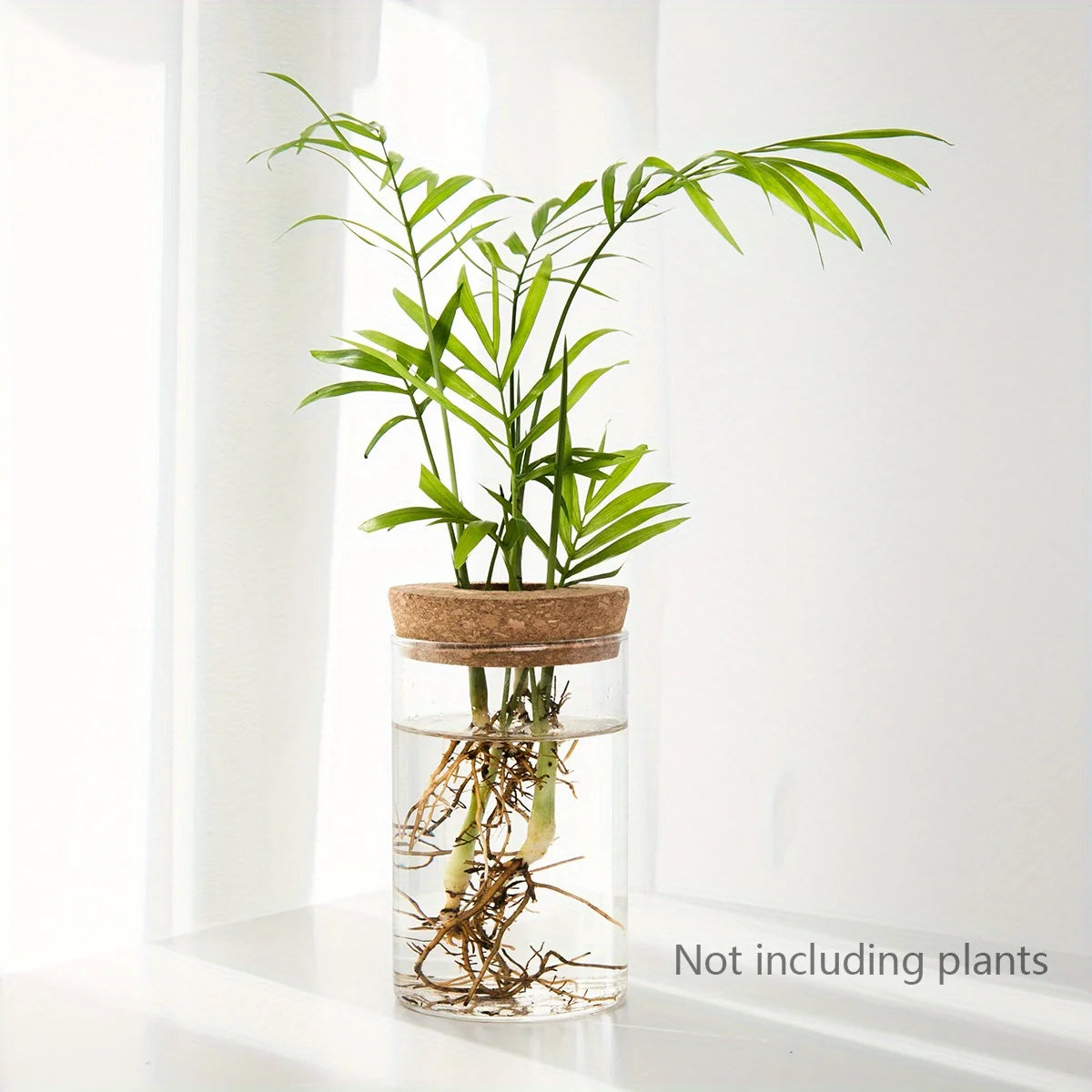 Minimal Glass Propagation Vase